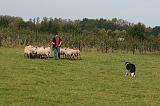 BORDER COLLIE - MOUTONS 036